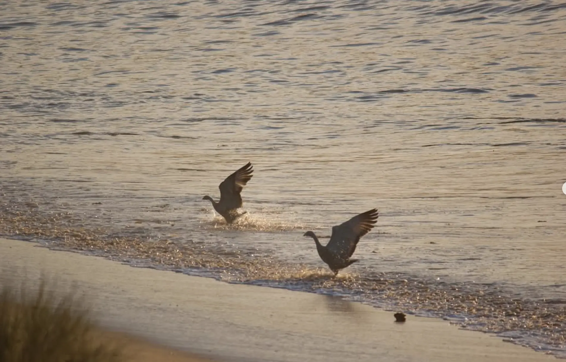 Phillip Island Wildlife