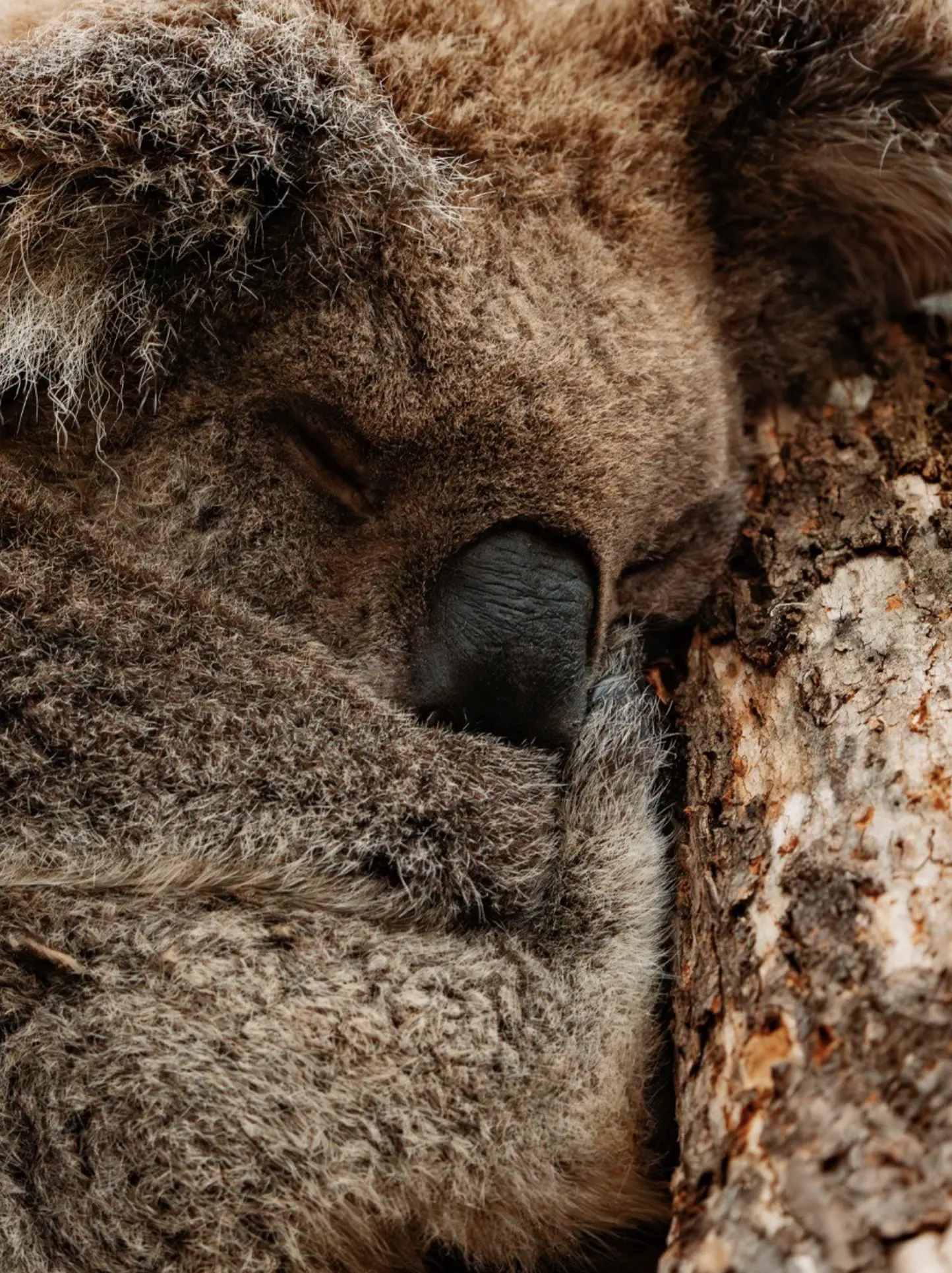 Great Ocean Road Wildlife