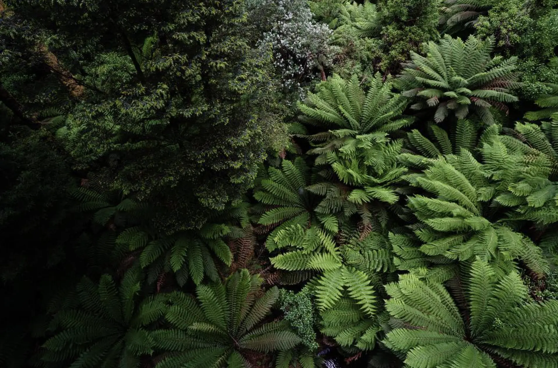 Otway Rainforest