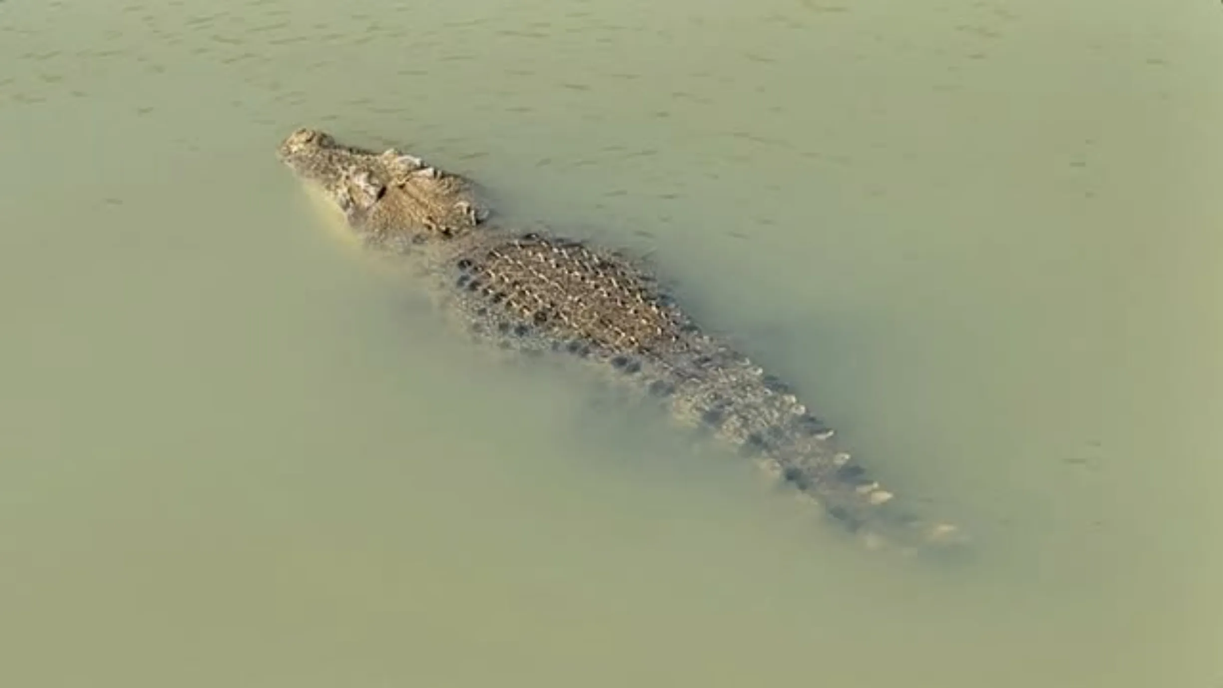 apex predators