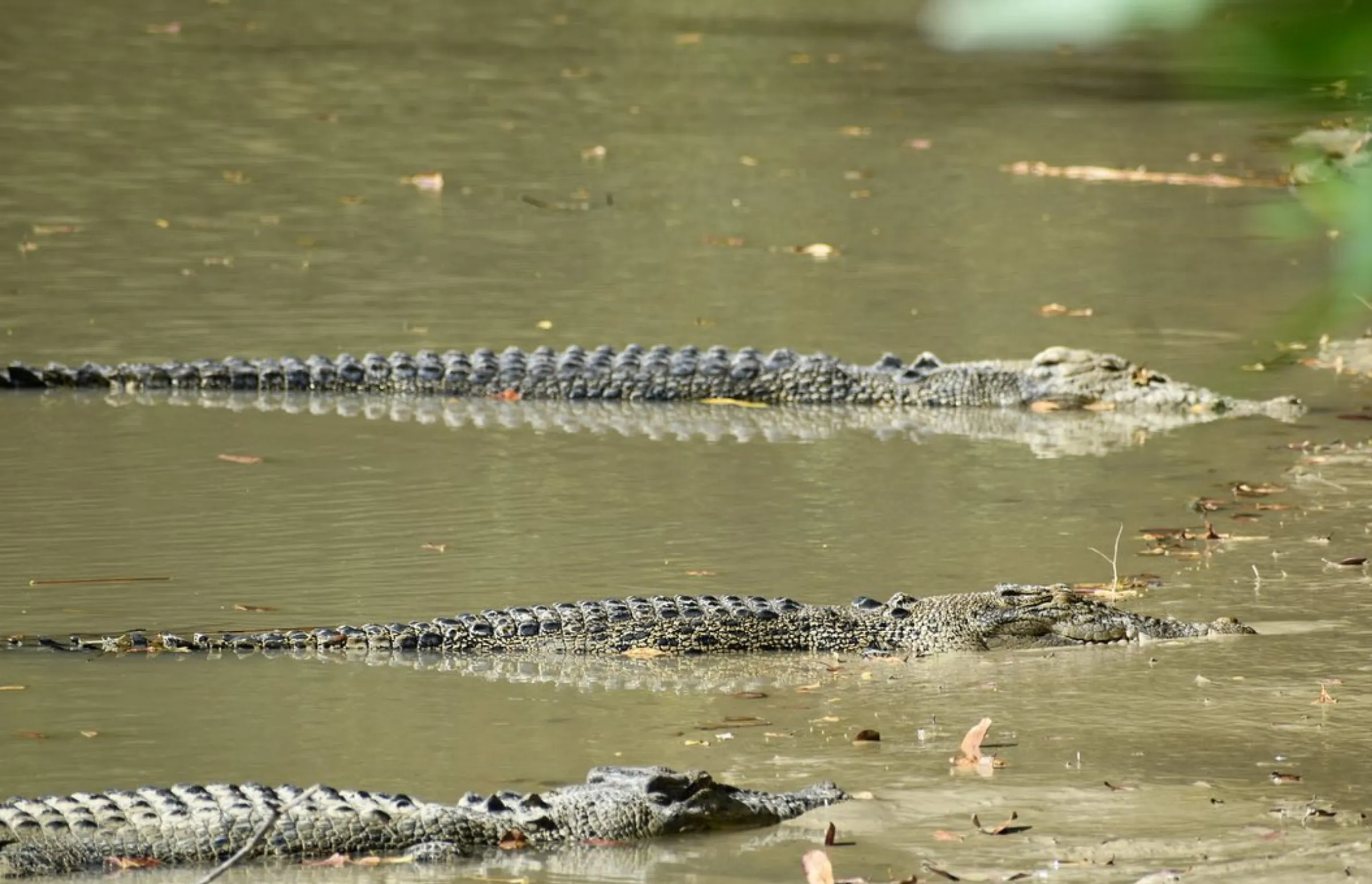 croc adventures