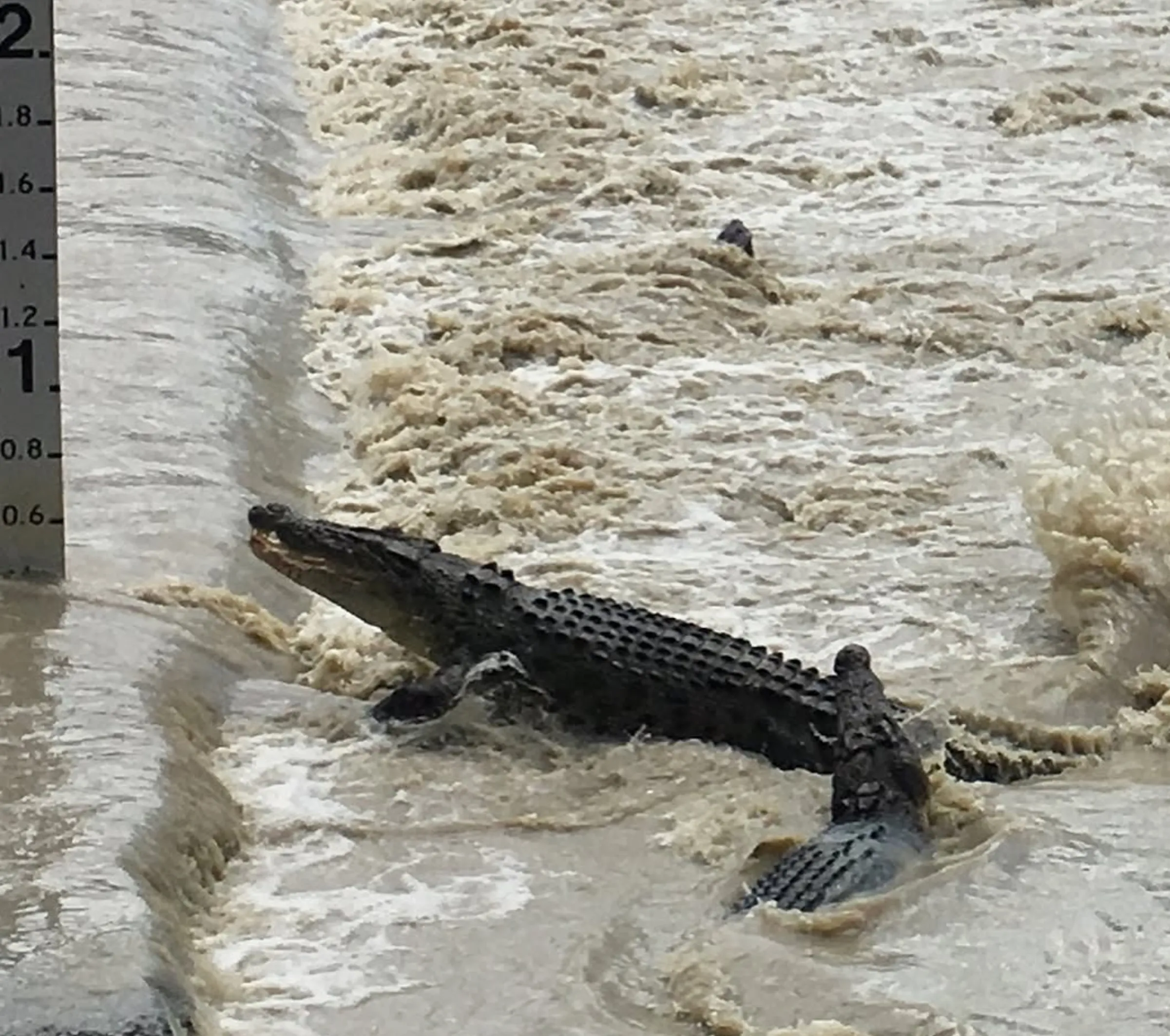 crocodile sightings