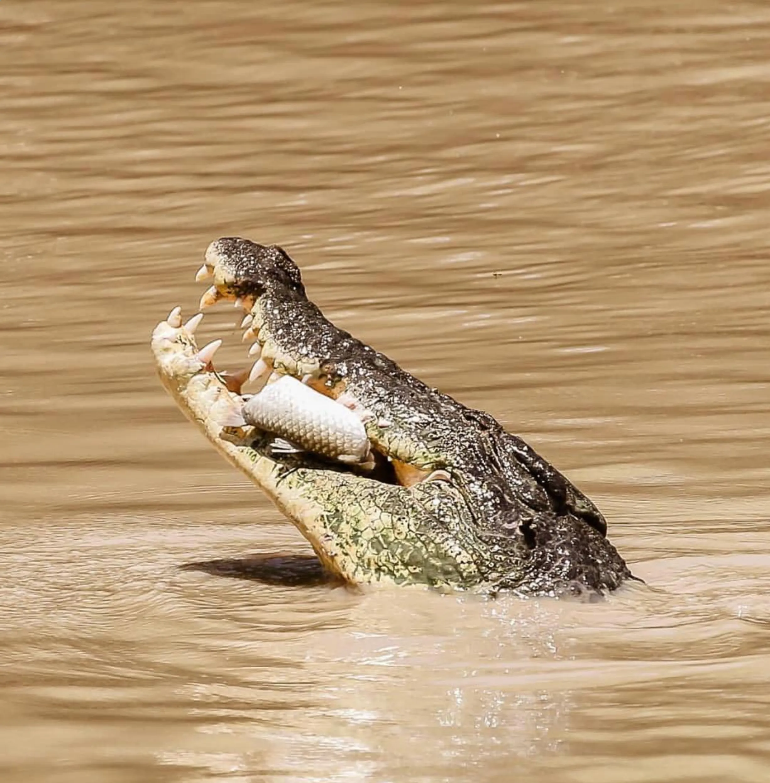 hungry crocodiles