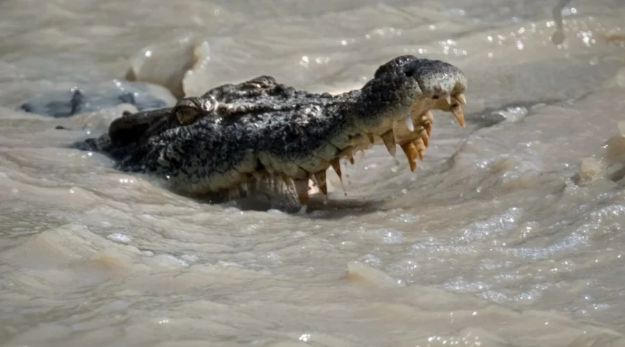 Сrocodiles at Cahills Crossing