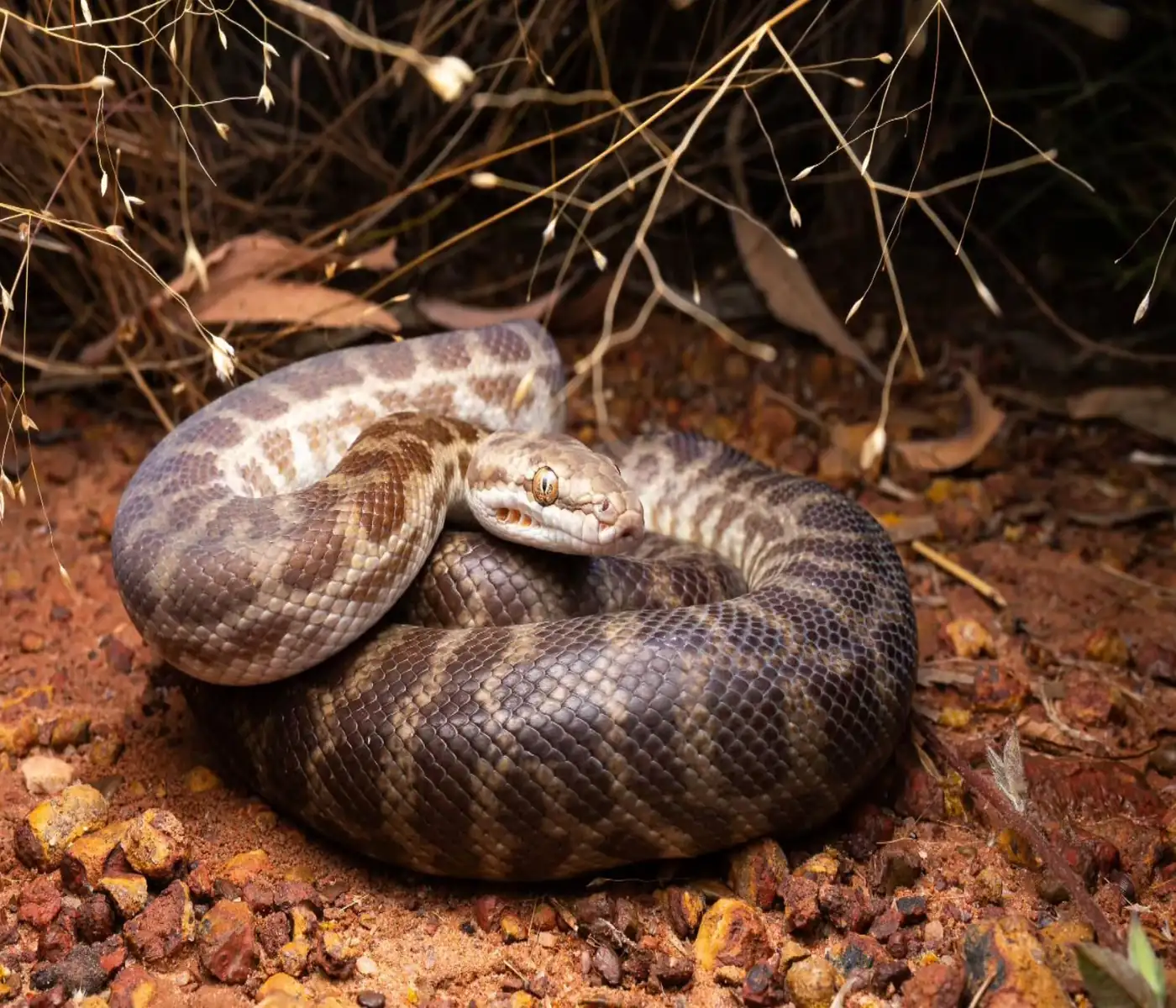 Children’s Python