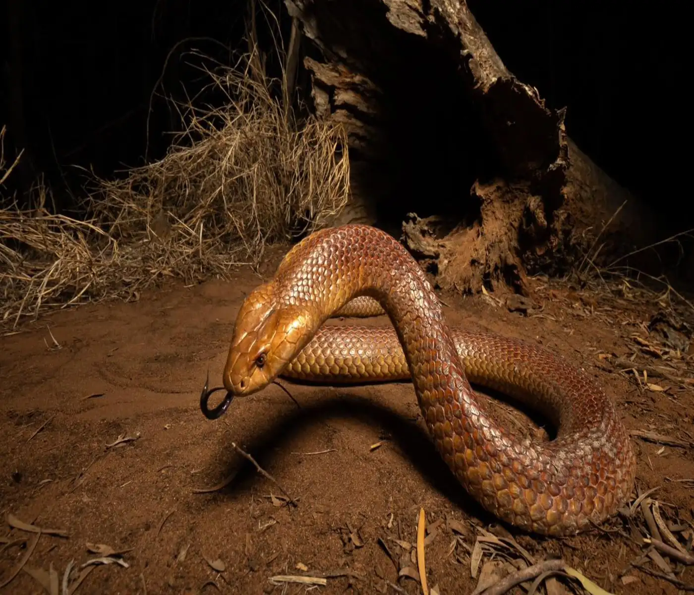 Mulga Snake (King Brown)