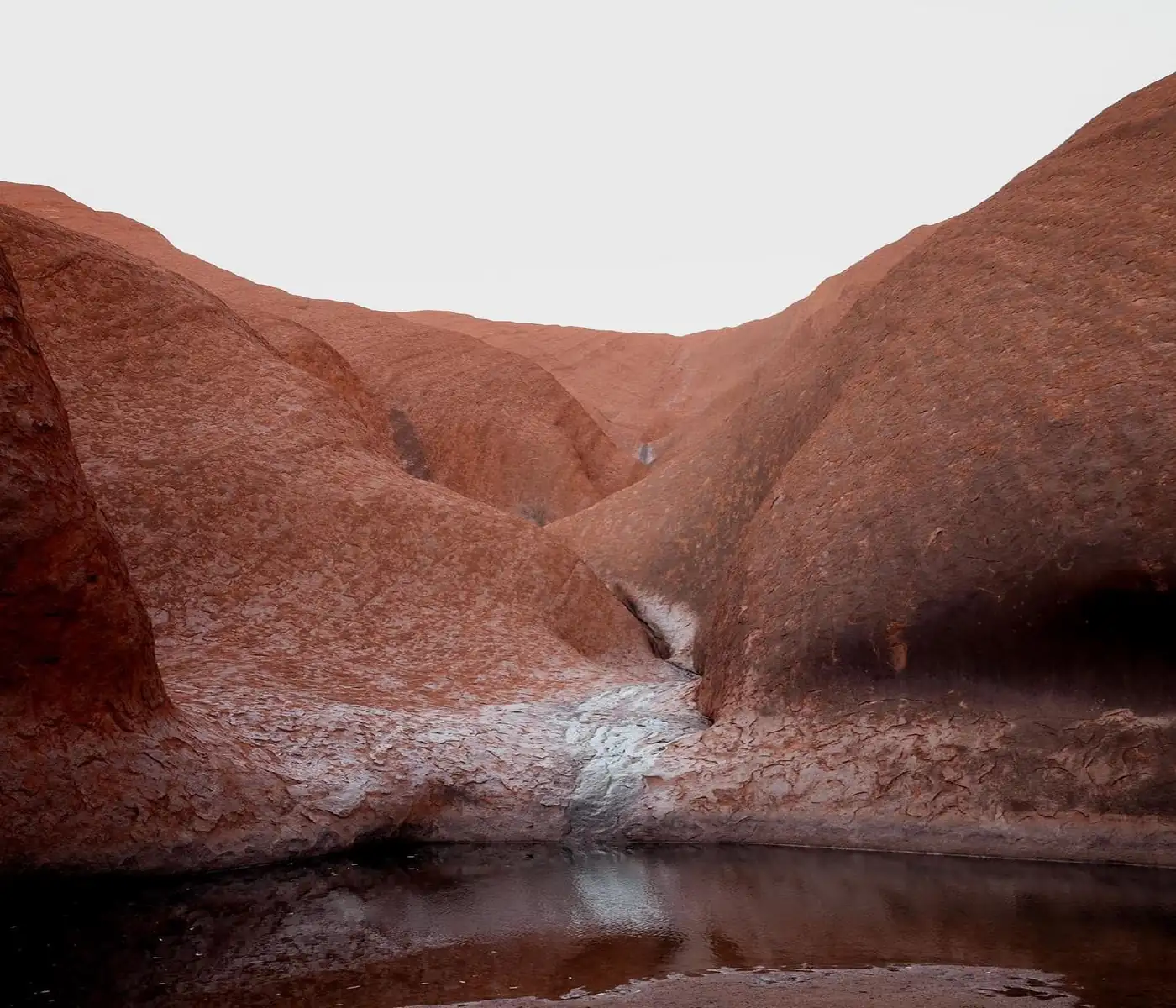 Reptile Species Found in Desert Regions