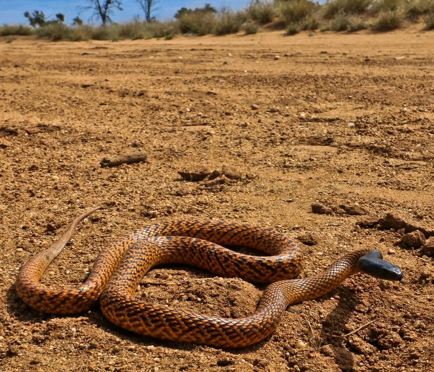 Western Brown Snake (Gwardar)