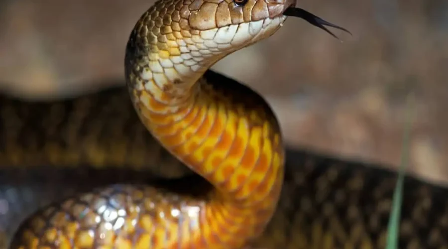 What Snakes Are Found in Uluru